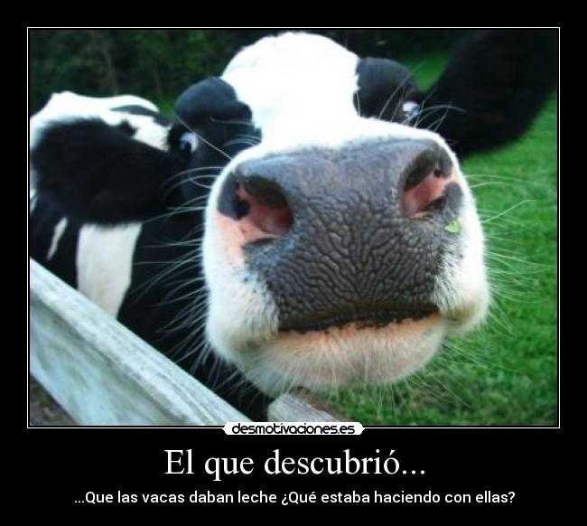 carteles vacas lecheras desmotivaciones