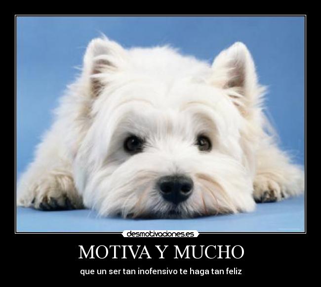 MOTIVA Y MUCHO - que un ser tan inofensivo te haga tan feliz