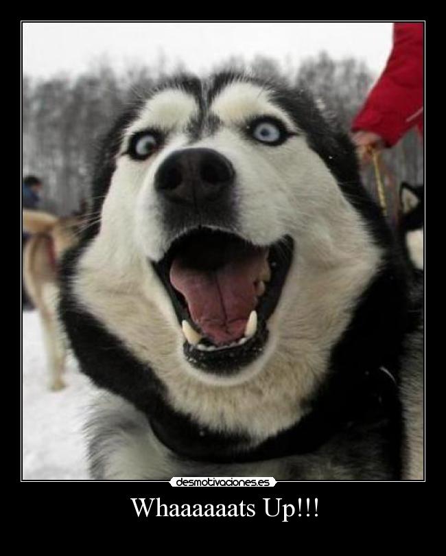 Whaaaaaats Up!!! - 