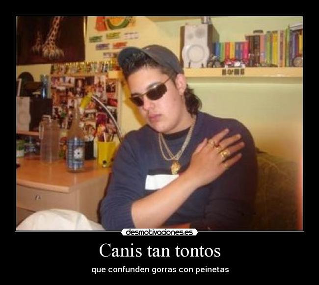 Canis tan tontos - que confunden gorras con peinetas