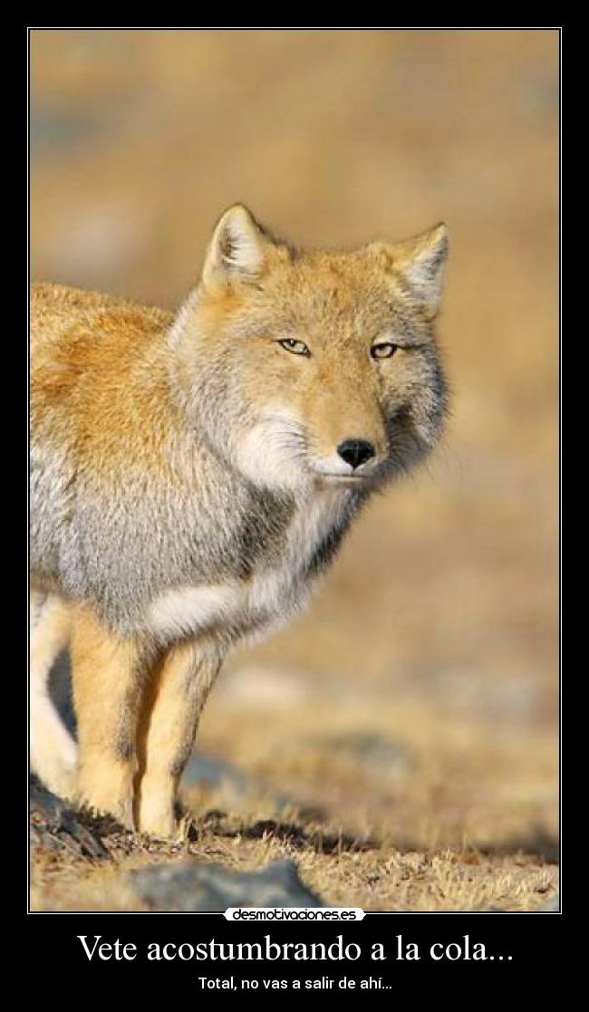 carteles acostumbrarse cola desmotivaciones