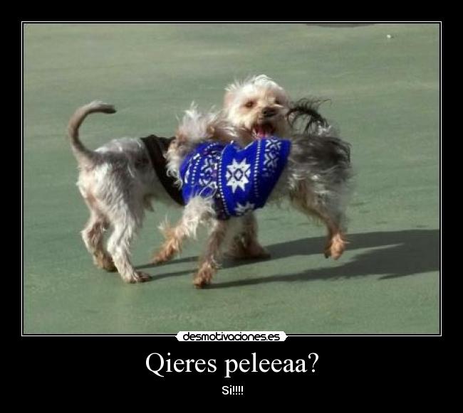 Qieres peleeaa? - Si!!!!