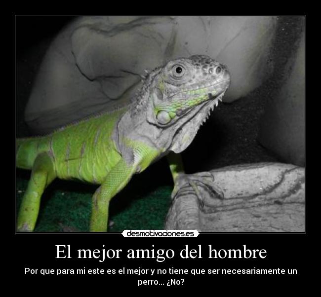 carteles iguana mejor amigo hombre nereagothic desmotivaciones