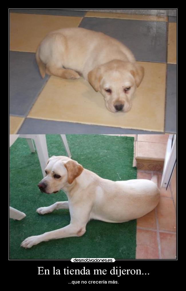 En la tienda me dijeron... - ...que no crecería más.