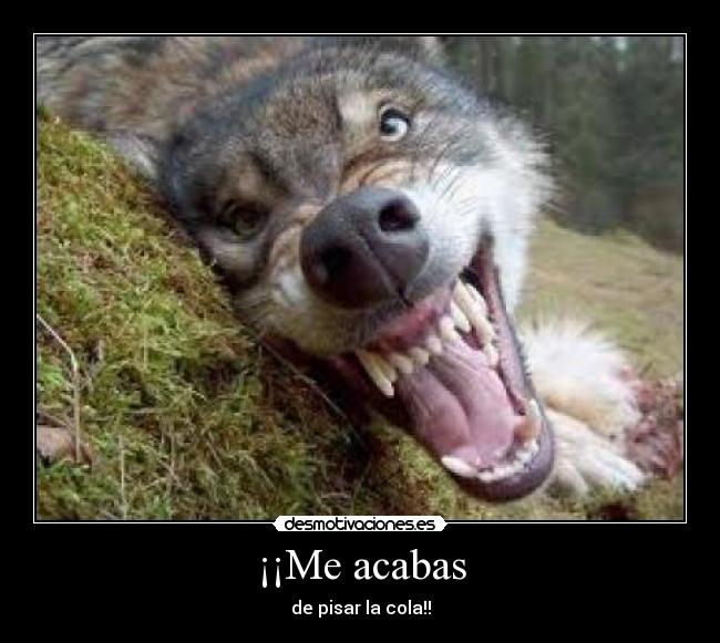 ¡¡Me acabas - de pisar la cola!!