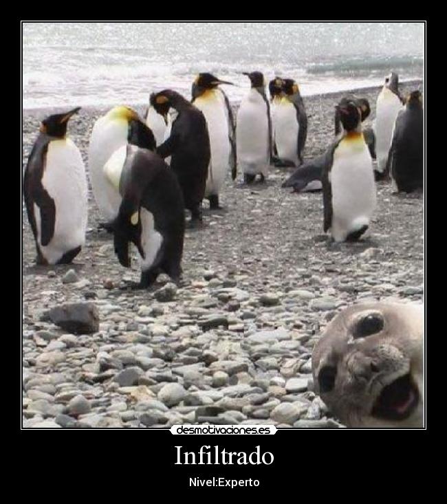 Infiltrado - Nivel:Experto