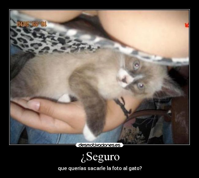 ¿Seguro - que querías sacarle la foto al gato?