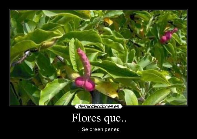 Flores que.. - .. Se creen penes