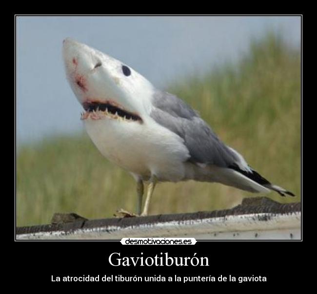 carteles atrocidad del tiburon unida punteria gaviota gaviotiburon virocu desmotivaciones