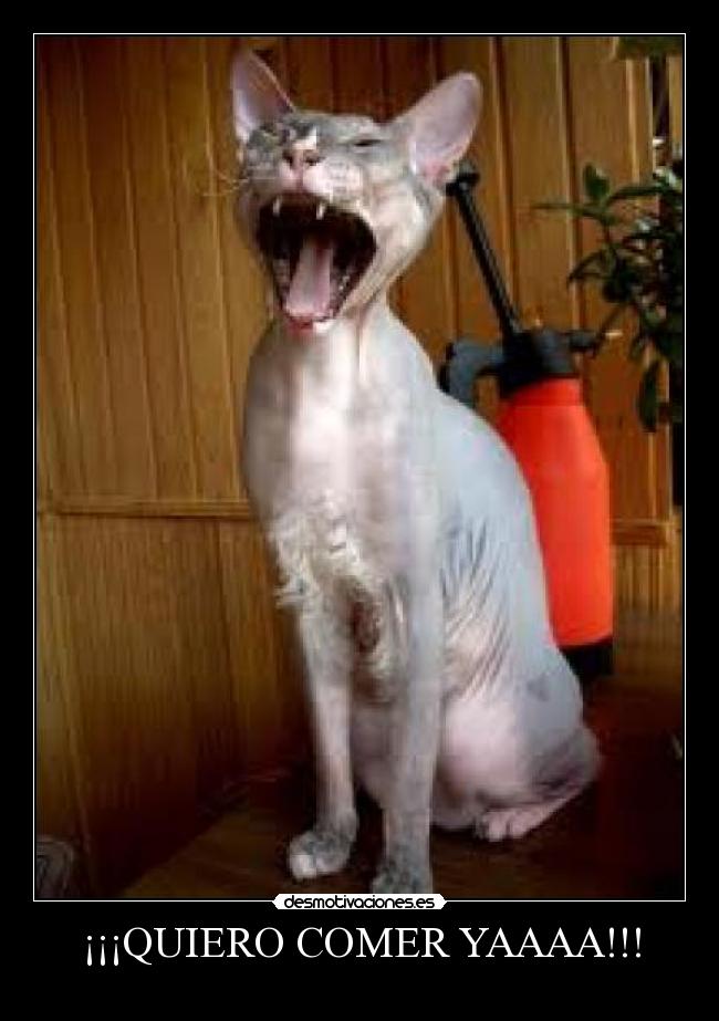 ¡¡¡QUIERO COMER YAAAA!!! - 