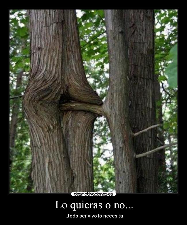 Lo quieras o no... - 