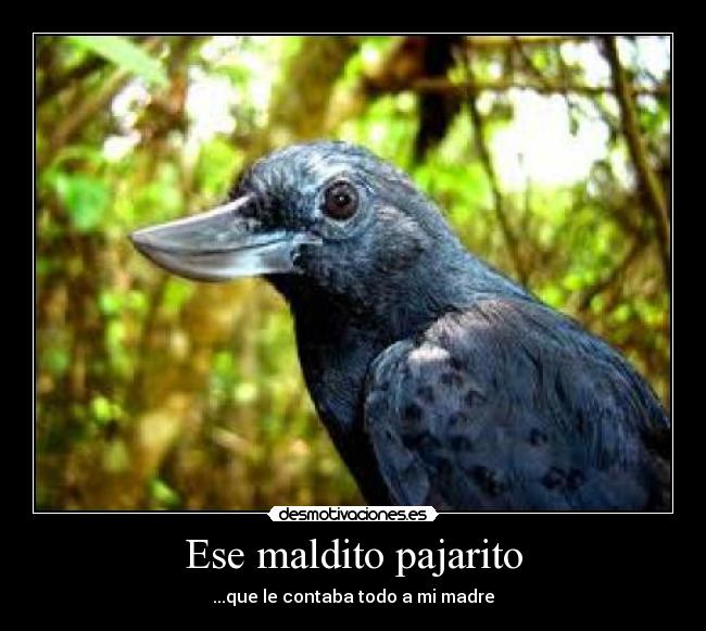 Ese maldito pajarito - 