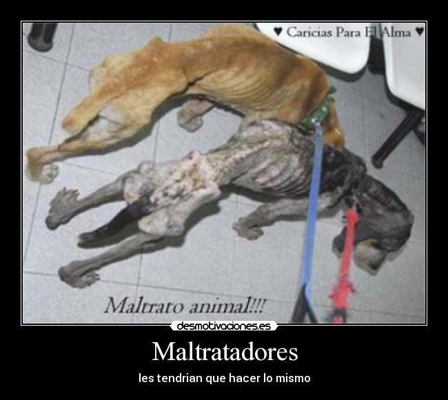 Maltratadores -