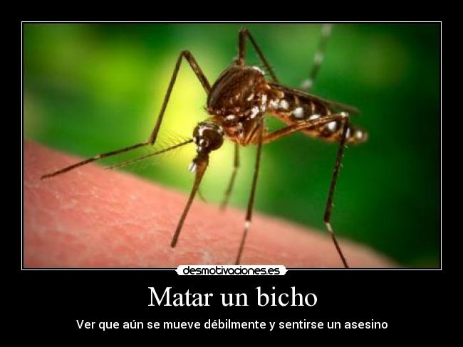 Matar un bicho - 