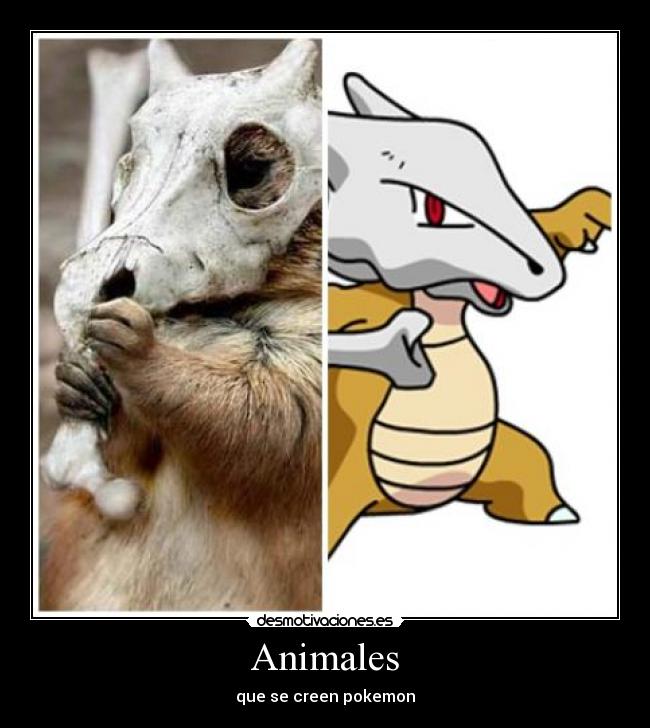 carteles animales marowak pokemon desmotivaciones