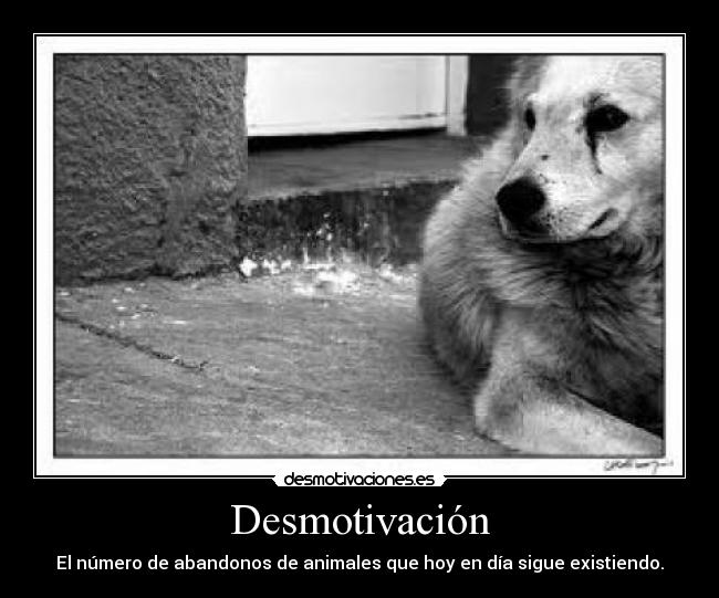 Desmotivación - El número de abandonos de animales que hoy en día sigue existiendo.