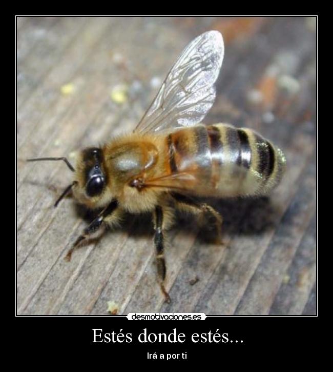 Estés donde estés... - Irá a por ti