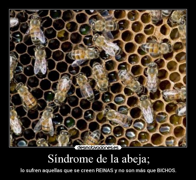 carteles abeja reina bicho desmotivaciones