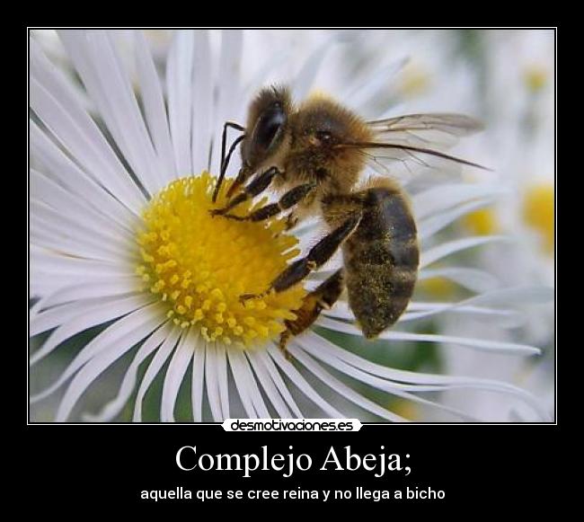 Complejo Abeja; - 