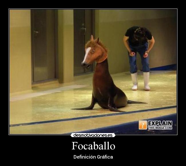 Focaballo -