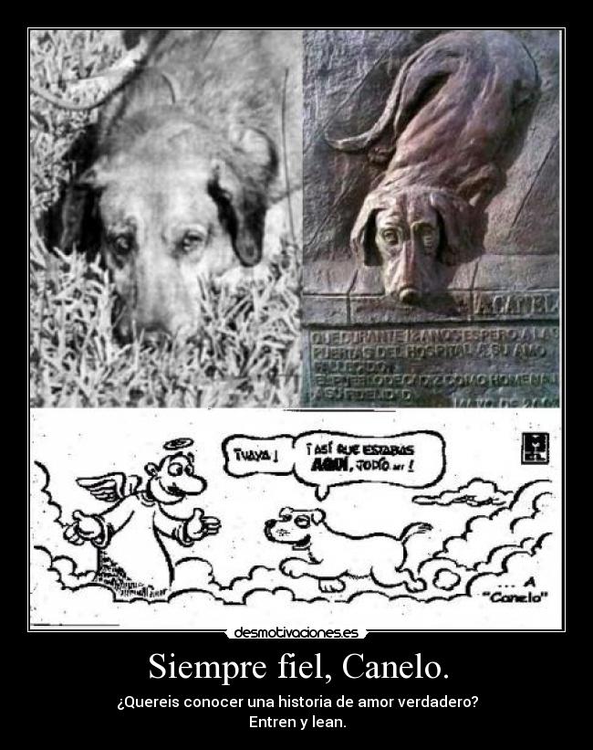 Siempre fiel, Canelo. -