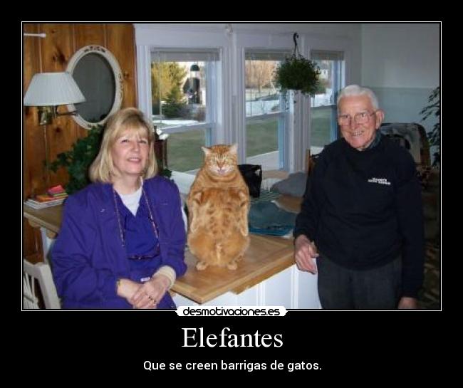 Elefantes -