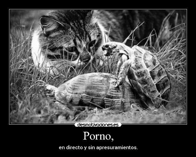Porno, - en directo y sin apresuramientos.