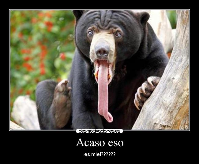 carteles miel oso lengua larga desmotivaciones