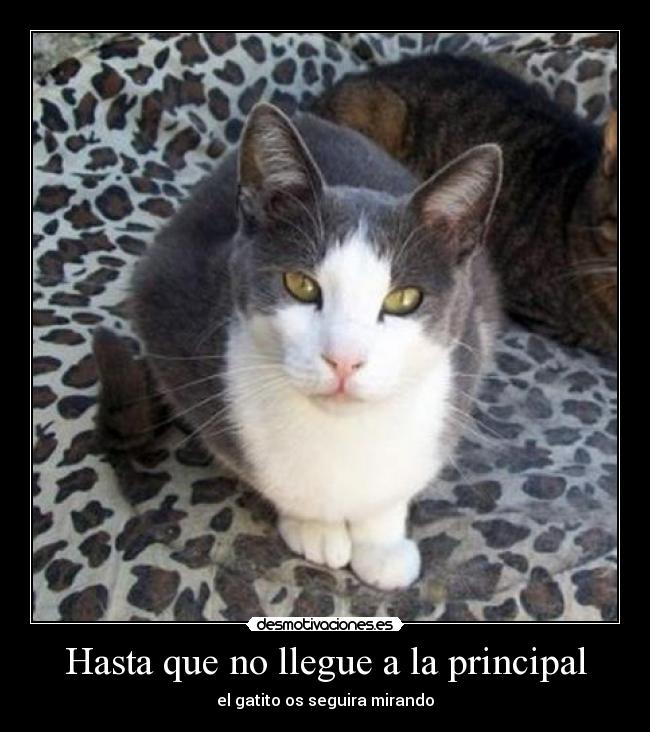 Hasta que no llegue a la principal - 