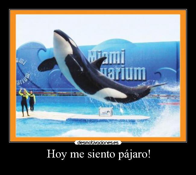 Hoy me siento pájaro! - 