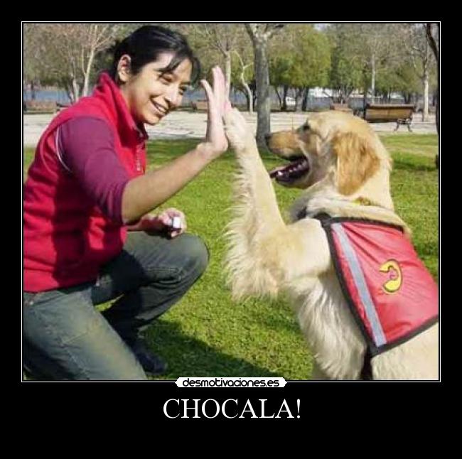 carteles perro desmotivaciones