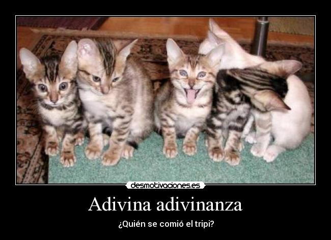 carteles tripi gatos adinina adivinanza rob desmotivaciones