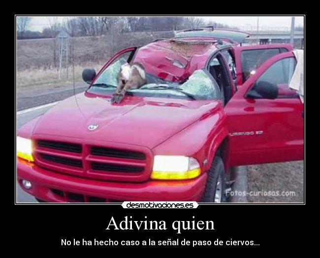 Adivina quien - No le ha hecho caso a la señal de paso de ciervos...