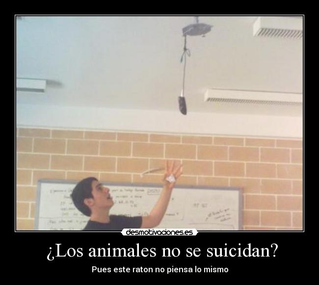  ¿Los animales no se suicidan? - Pues este raton no piensa lo mismo