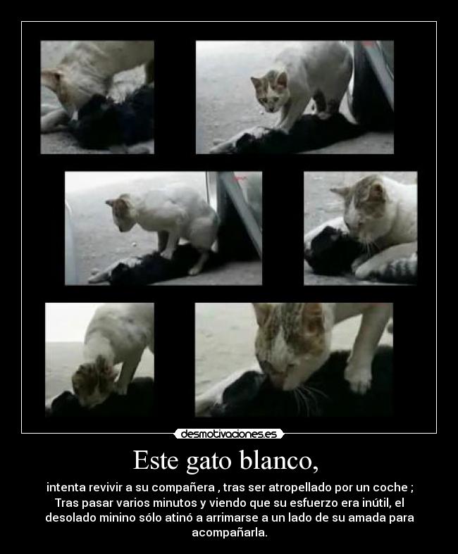 Este gato blanco, -