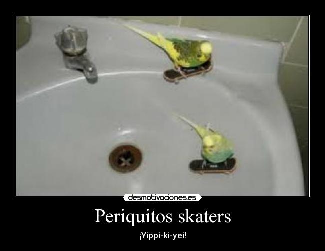 Periquitos skaters -