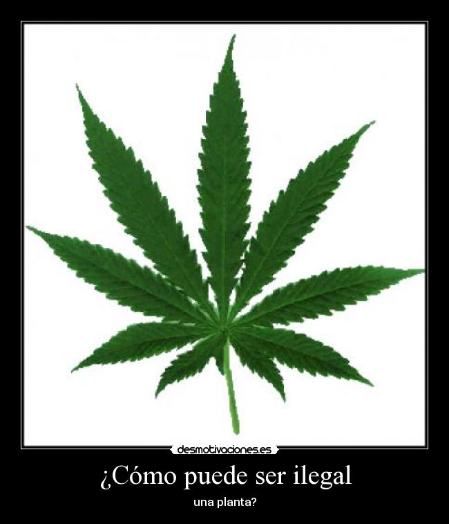 carteles mariguana marihuana weed maria ilegal ley mierda desmotivaciones