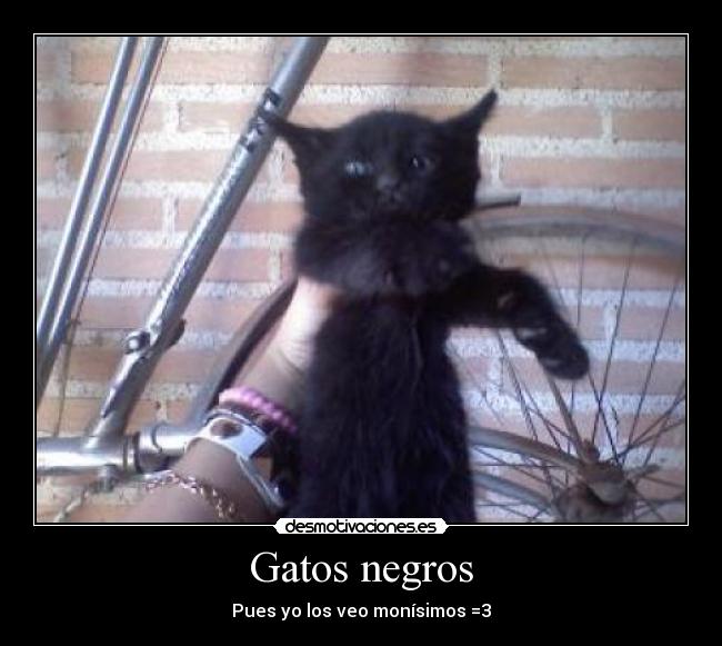 Gatos negros - 