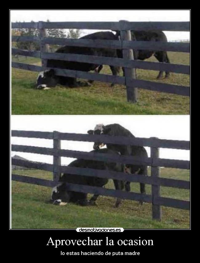 Aprovechar la ocasion - 
