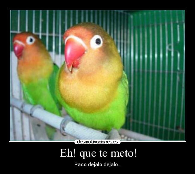 Eh! que te meto! - Paco dejalo dejalo...