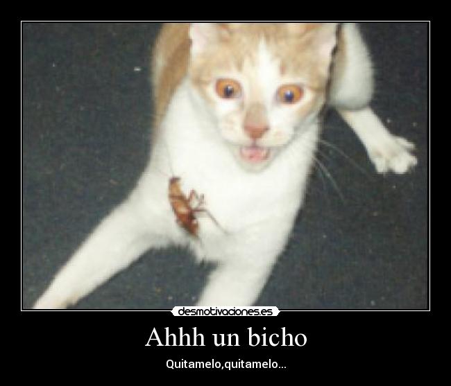 Ahhh un bicho - Quitamelo,quitamelo...