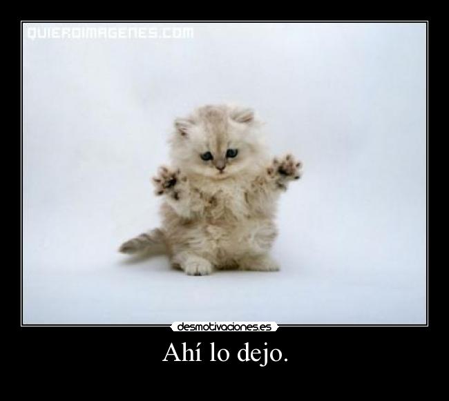 carteles gatoschulo desmotivaciones