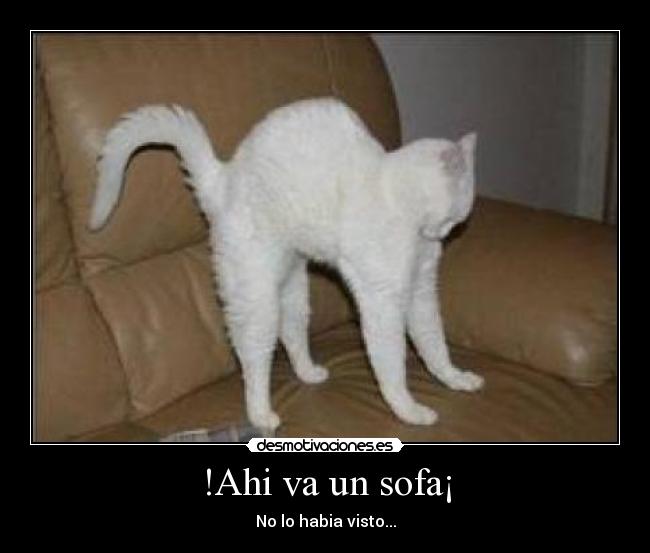 !Ahi va un sofa¡ - No lo habia visto...