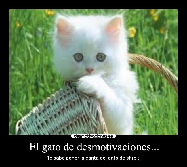 El gato de desmotivaciones... - Te sabe poner la carita del gato de shrek