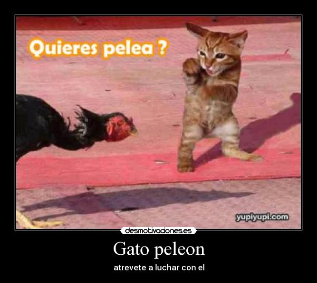 Gato peleon - atrevete a luchar con el