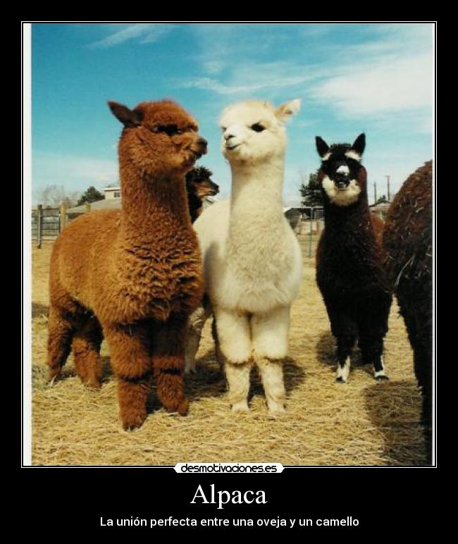 carteles alpaca desmotivaciones