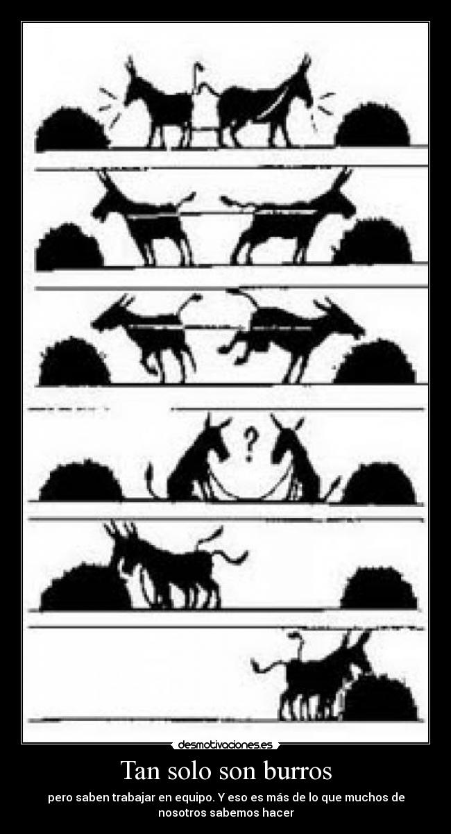 Tan solo son burros -