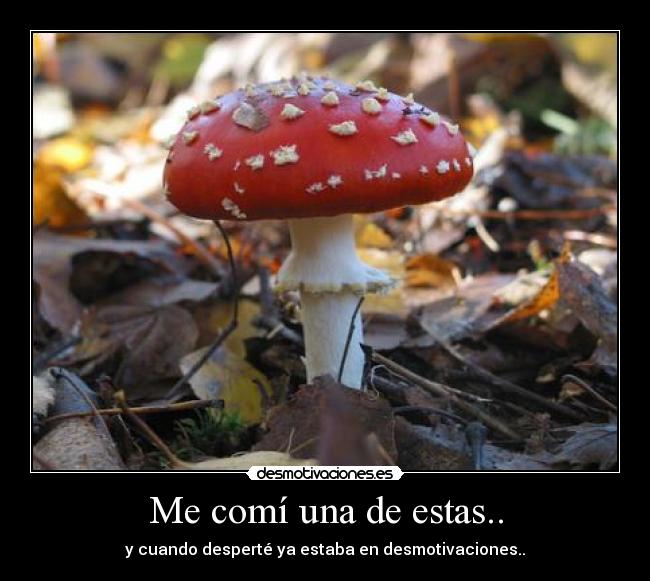 Me comí una de estas.. - y cuando desperté ya estaba en desmotivaciones..