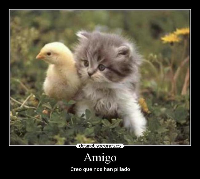 Amigo - 