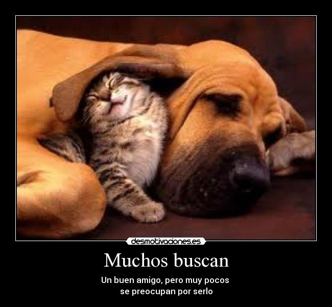 Muchos buscan - 